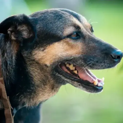 Ilka