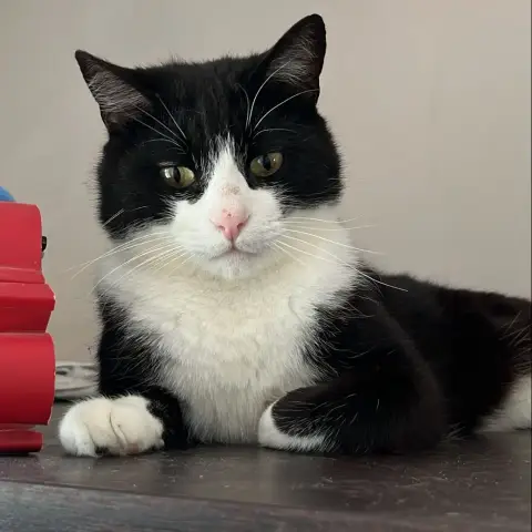 Domino photo 2