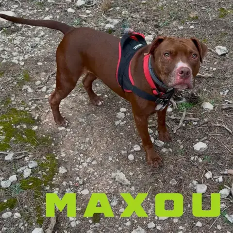 Maxou
