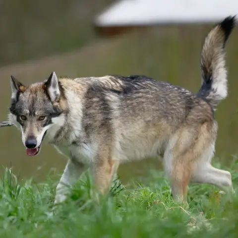 Rollo photo 2