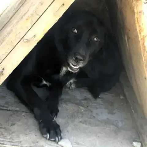 Dana photo 2