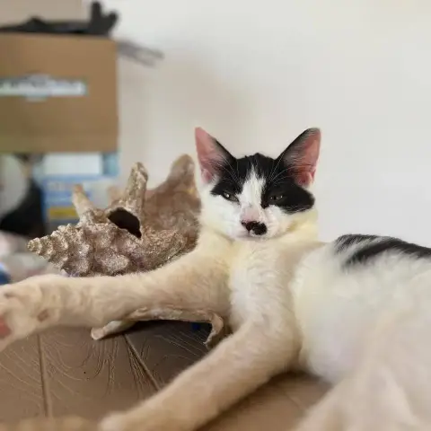 Meli photo 3