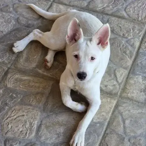 Lola
