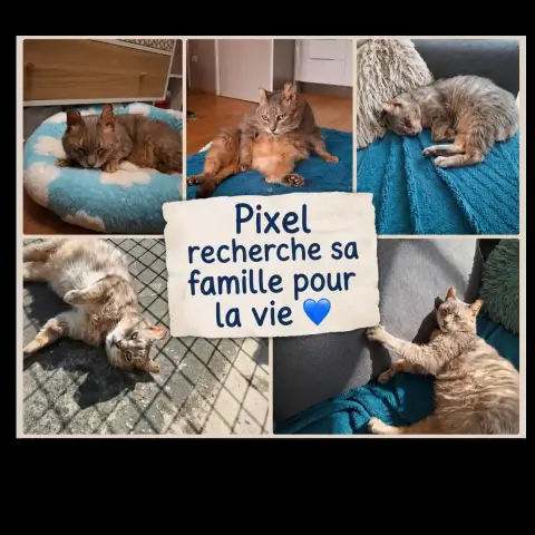 Pixel