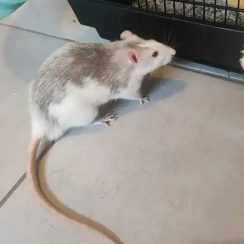 Oreo & Nox
