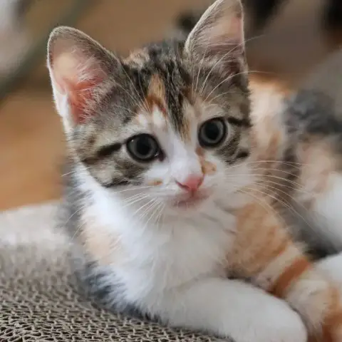 Pénélope