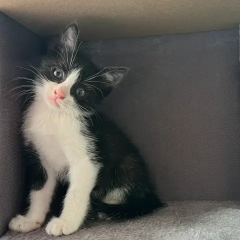 Bébé Felix