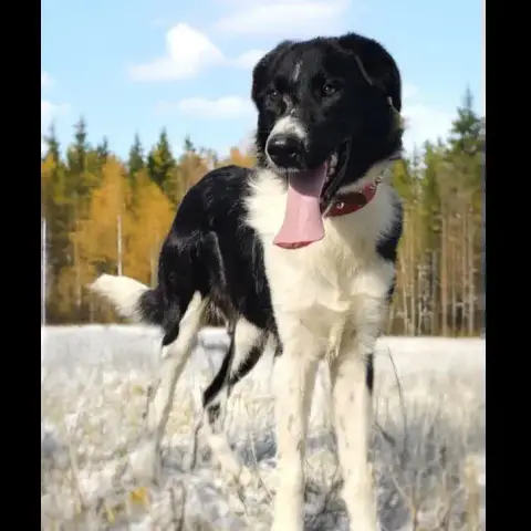Thor photo 2