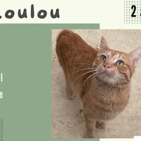 Loulou