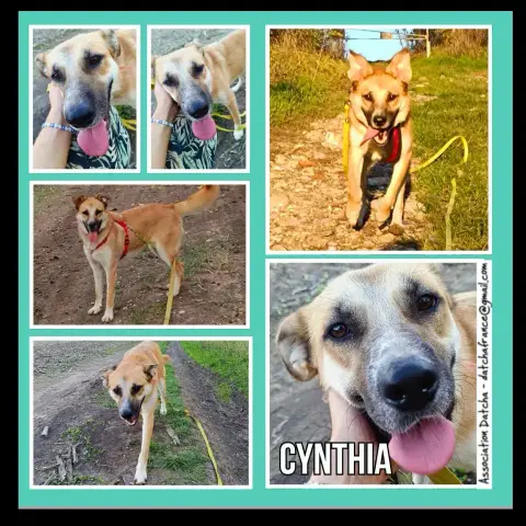 Cynthia