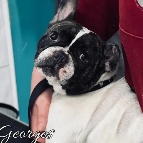 Georges