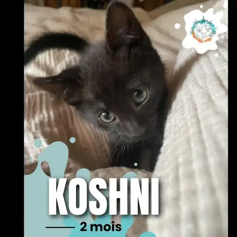 Koshni