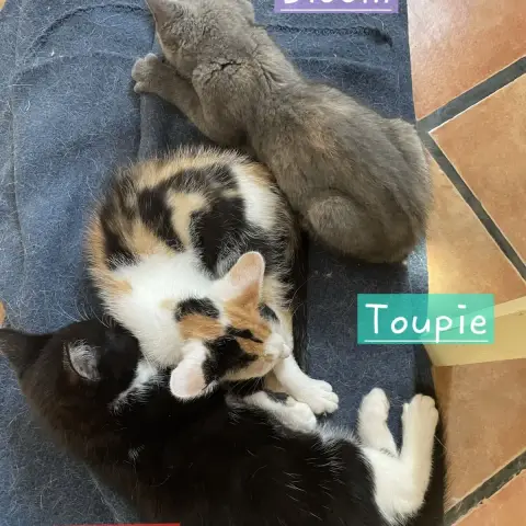 Toupie photo 3