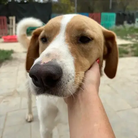 Benny photo 3