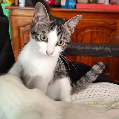 Sissi