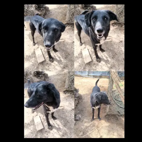 Koda