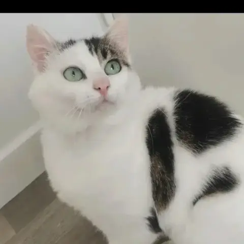 Himalaya