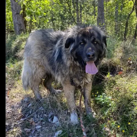 Diego