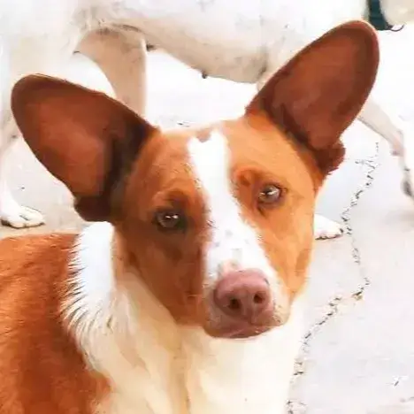 Jack