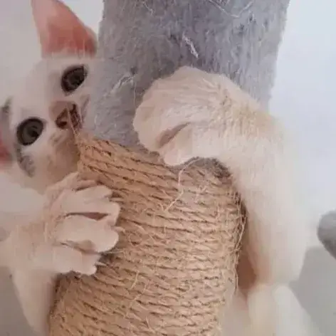 ✨️ Mousson ✨️ 🐱 photo 2
