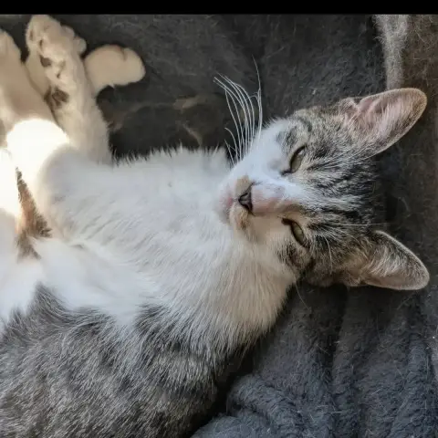 Louisa