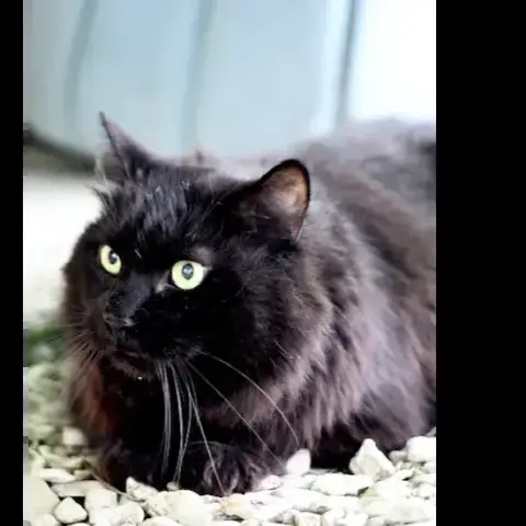 Rasta