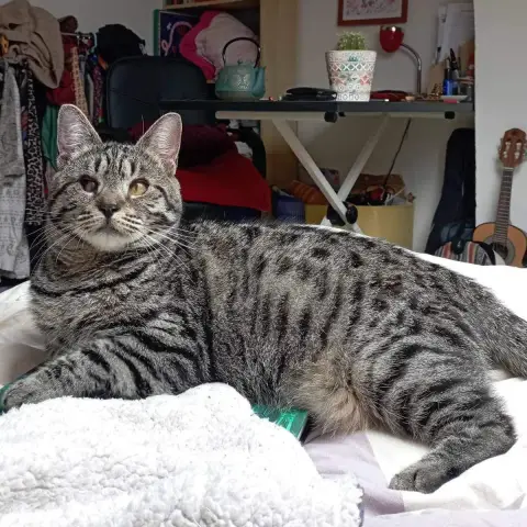 Bonnie