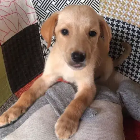 Mylo