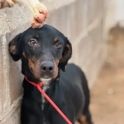 Pimienta photo 2