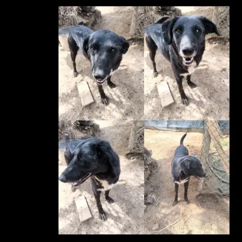 Koda