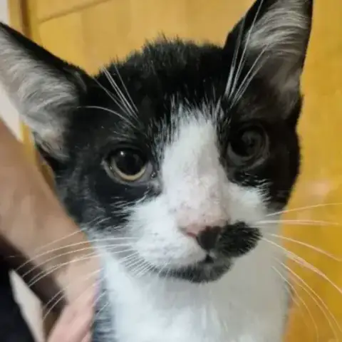 Mister Matou