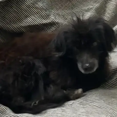 Rafaello photo 2