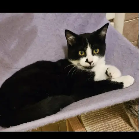 Zorro photo 3