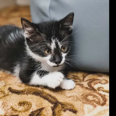 Hiro Junior photo 2