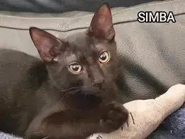 Simba photo 2