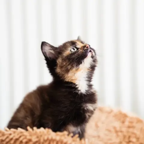 Stella photo 3