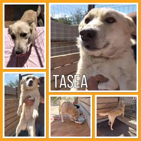 Tasea