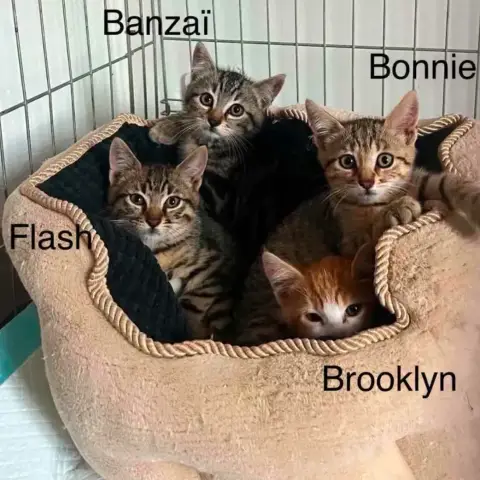 Flash