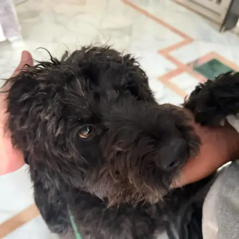 Blacky