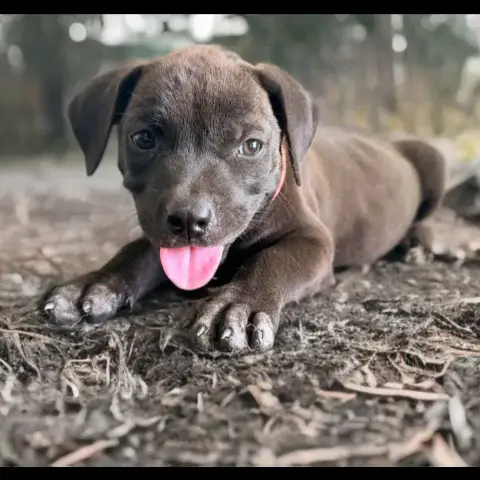 Kira