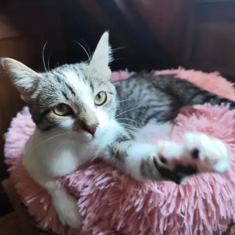 Safi