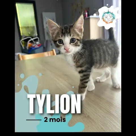 Tylion