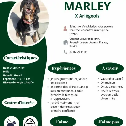 Marley photo 2