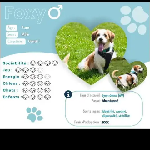 Foxy