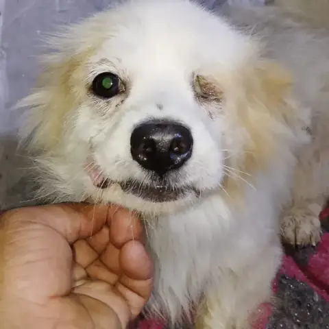 Heidi