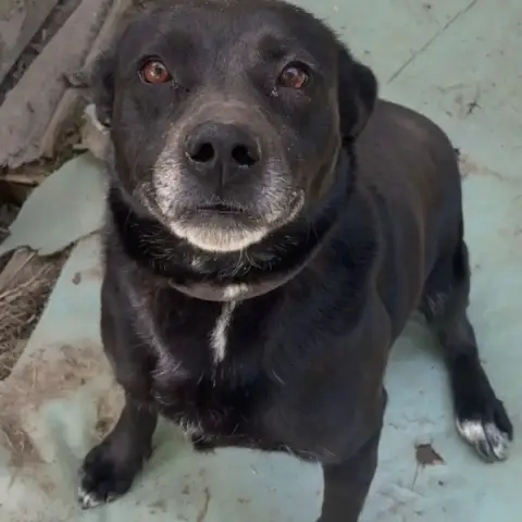 Sigui