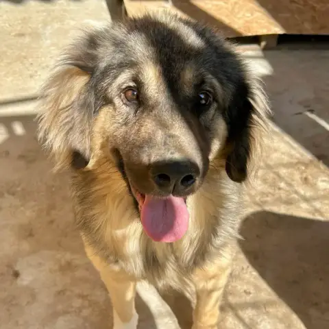 Titus