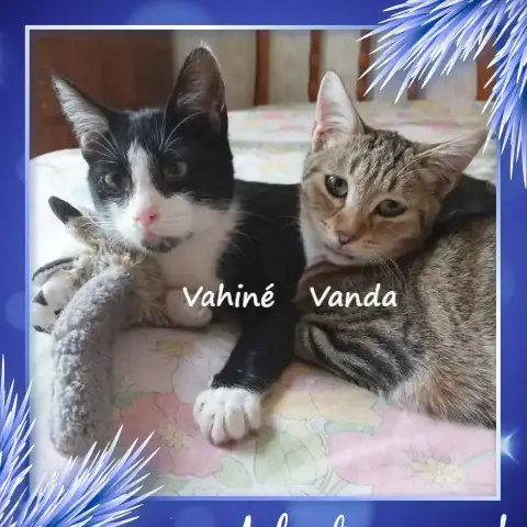 Vahiné Et Vanda