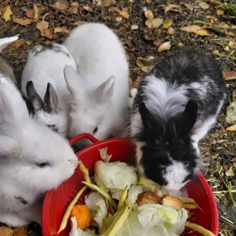 Lapins