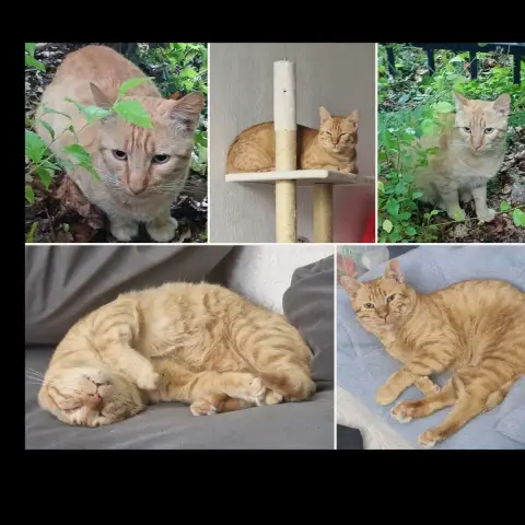 Garfield photo 3